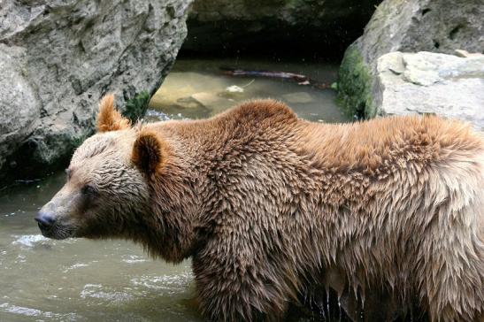 Braunbär Wildpark Bad Mergentheim 2015