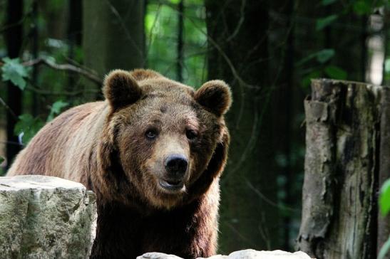 Braunbär Wildpark Bad Mergentheim 2015