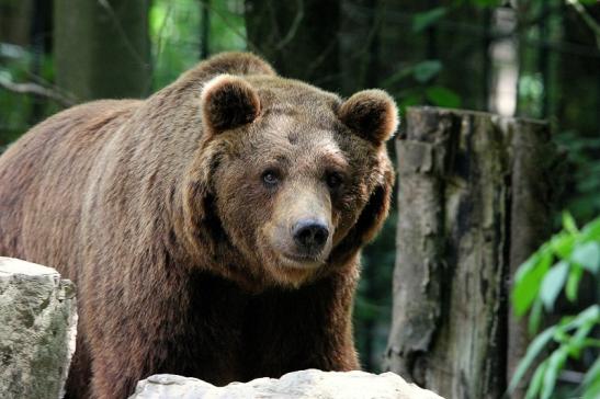 Braunbär Wildpark Bad Mergentheim 2015