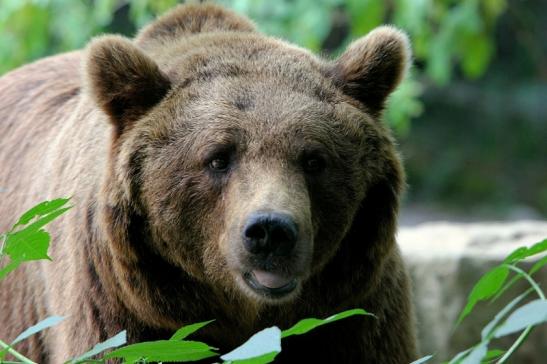 Braunbär Wildpark Bad Mergentheim 2015