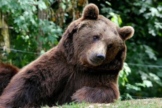 Braunbär Wildpark Bad Mergentheim 2015