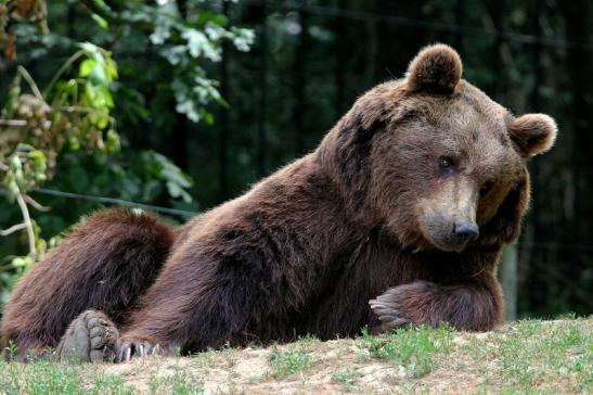 Braunbär Wildpark Bad Mergentheim 2015