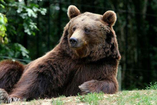 Braunbär Wildpark Bad Mergentheim 2015