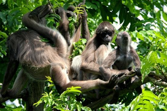 Brauner Goldstirn Klammeraffe Zoo Frankfurt am Main 2015