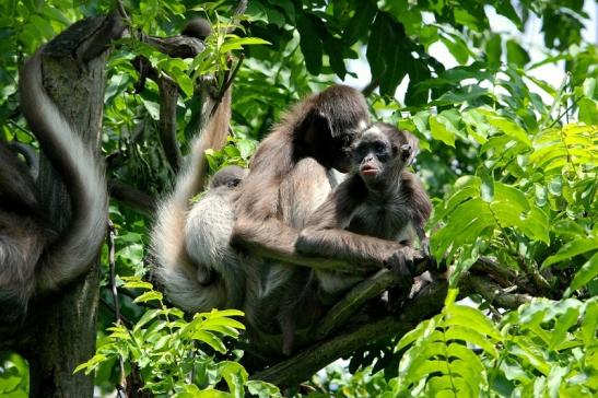 Brauner Goldstirn Klammeraffe Zoo Frankfurt am Main 2015