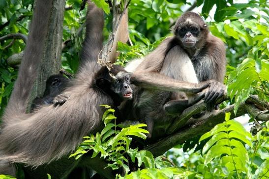 Brauner Goldstirn Klammeraffe Zoo Frankfurt am Main 2015