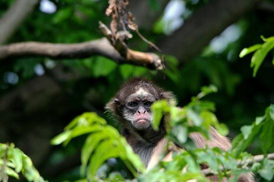 Brauner Goldstirn Klammeraffe Zoo Frankfurt am Main 2015