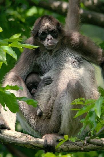 Brauner Goldstirn Klammeraffe Zoo Frankfurt am Main 2015