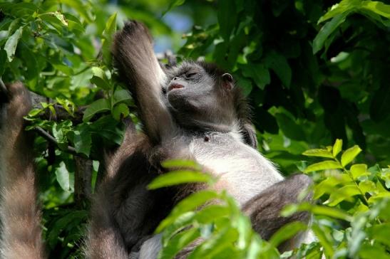 Brauner Goldstirn Klammeraffe Zoo Frankfurt am Main 2015