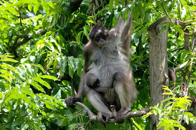 Brauner Goldstirn Klammeraffe Zoo Frankfurt am Main 2015