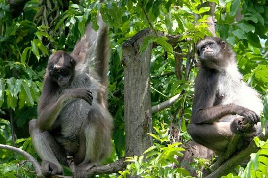Brauner Goldstirn Klammeraffe Zoo Frankfurt am Main 2015