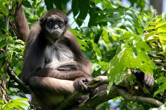 Brauner Goldstirn Klammeraffe Zoo Frankfurt am Main 2015
