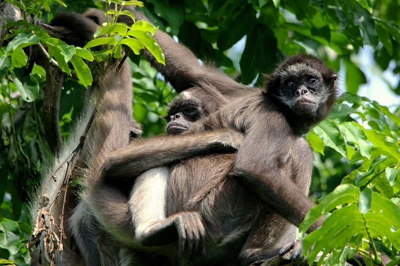 Brauner Goldstirn Klammeraffe Zoo Frankfurt am Main 2015