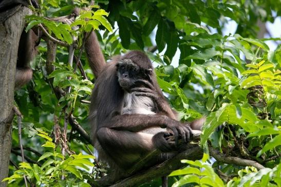 Brauner Goldstirn Klammeraffe Zoo Frankfurt am Main 2015