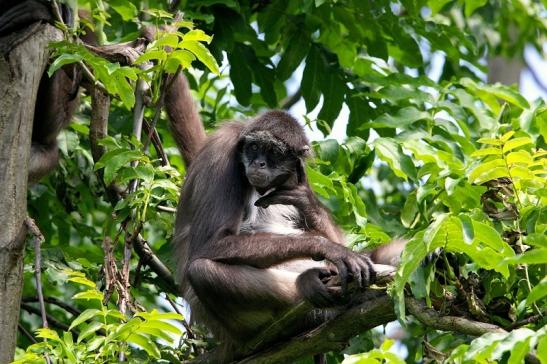 Brauner Goldstirn Klammeraffe Zoo Frankfurt am Main 2015