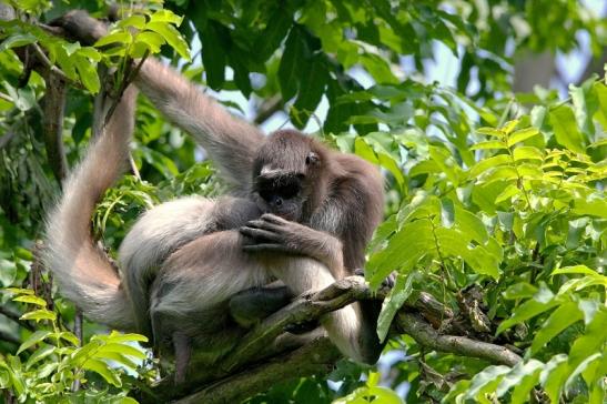 Brauner Goldstirn Klammeraffe Zoo Frankfurt am Main 2015