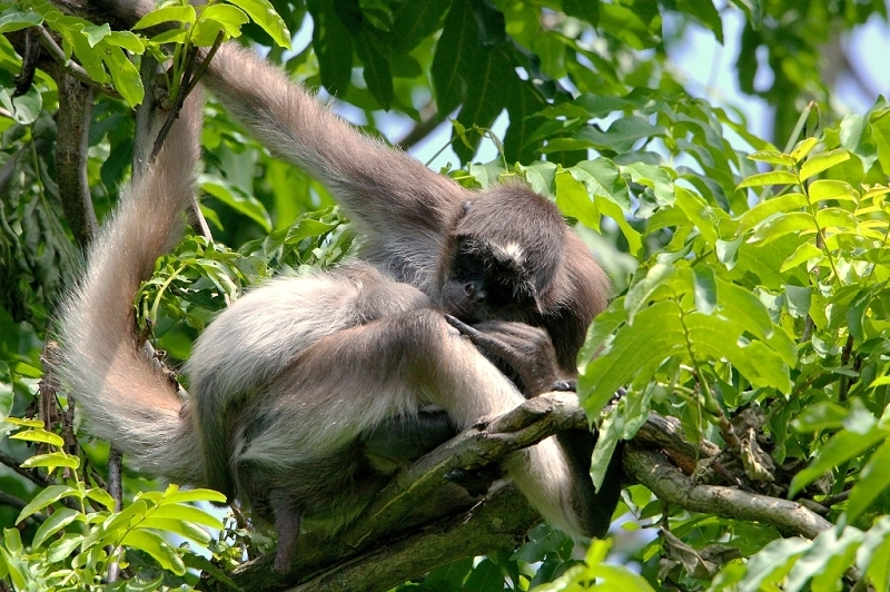 Brauner Goldstirn Klammeraffe Zoo Frankfurt am Main 2015
