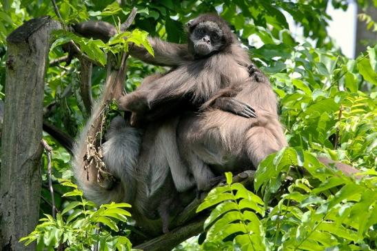 Brauner Goldstirn Klammeraffe Zoo Frankfurt am Main 2015