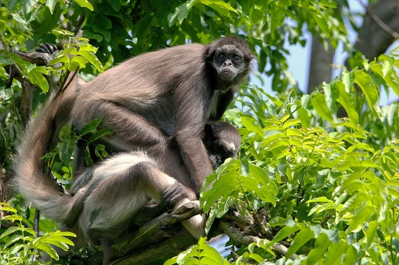 Brauner Goldstirn Klammeraffe Zoo Frankfurt am Main 2015
