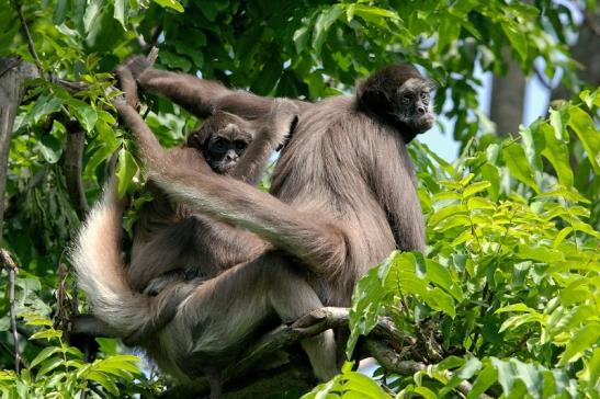 Brauner Goldstirn Klammeraffe Zoo Frankfurt am Main 2015