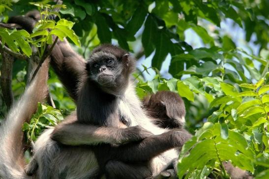 Brauner Goldstirn Klammeraffe Zoo Frankfurt am Main 2015