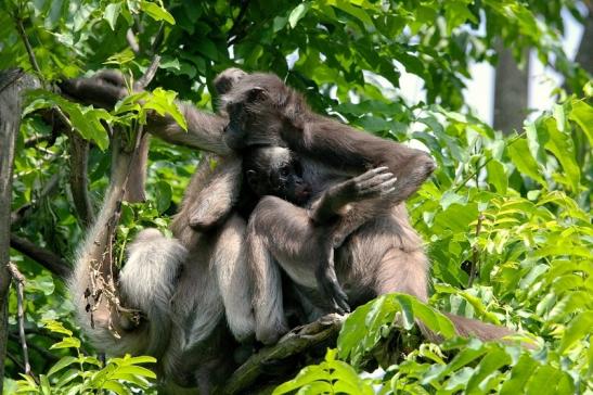 Brauner Goldstirn Klammeraffe Zoo Frankfurt am Main 2015