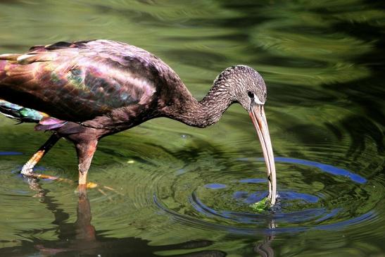 Brauner Sichler/Ibis Opel Zoo Kronberg 2013