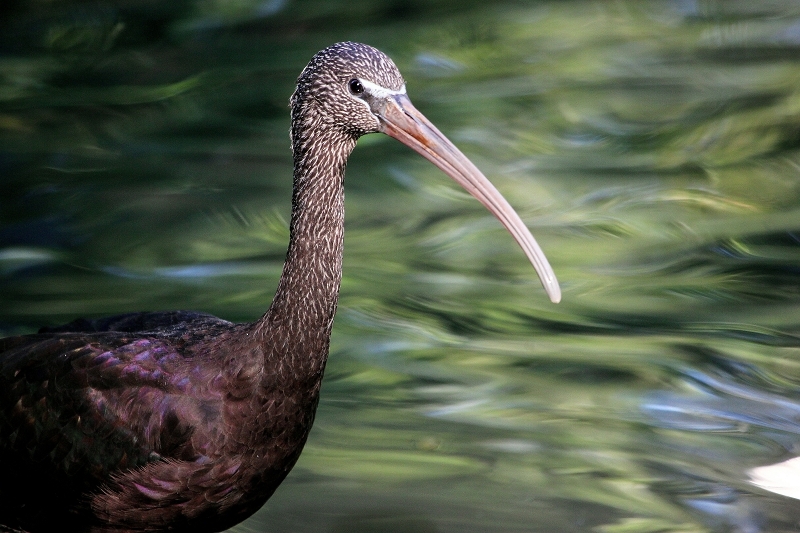 Brauner Sichler/Ibis Opel Zoo Kronberg 2013