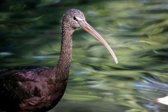 Brauner Sichler/Ibis Opel Zoo Kronberg 2013