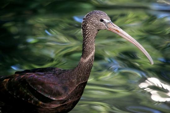 Brauner Sichler/Ibis Opel Zoo Kronberg 2013