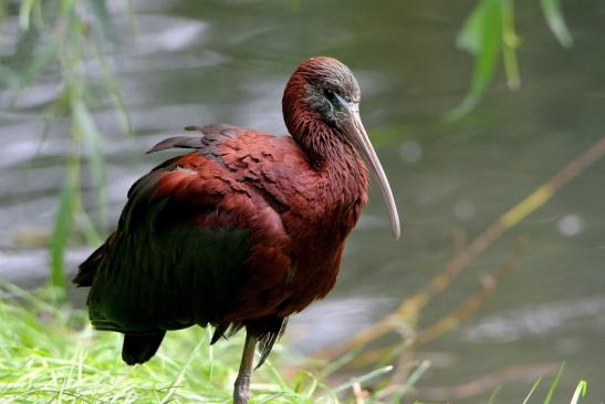 Brauner Sichler/Ibis Opel Zoo Kronberg 2015