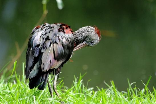 Brauner Sichler/Ibis Opel Zoo Kronberg 2015