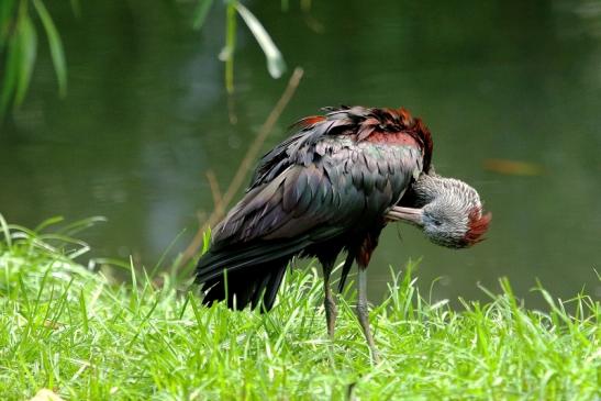 Brauner Sichler/Ibis Opel Zoo Kronberg 2015