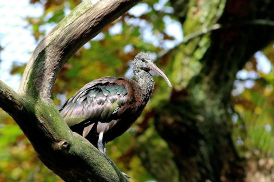 Brauner Sichler/Ibis Opel Zoo Kronberg 2017