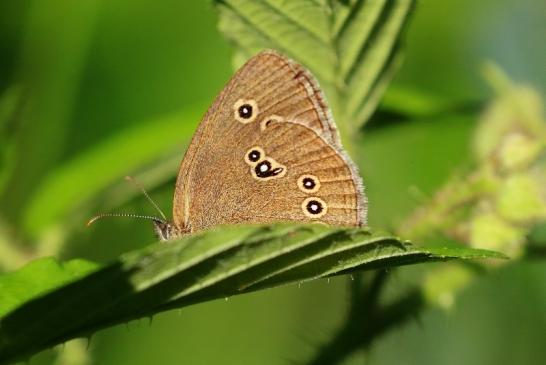 Brauner Waldvogel Wildpark Alte Fasanerie Klein Auheim 2021