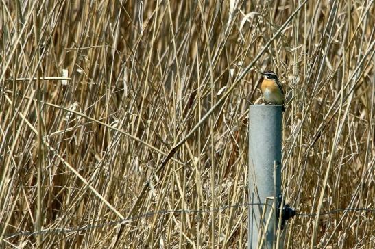 Braunkehlchen Bingenheimer Ried Wetterau 2016