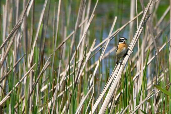 Braunkehlchen Bingenheimer Ried Wetterau 2016