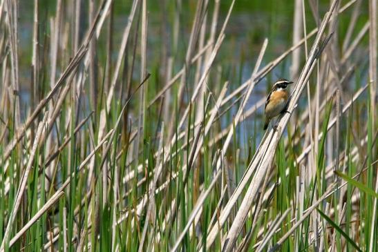 Braunkehlchen Bingenheimer Ried Wetterau 2016