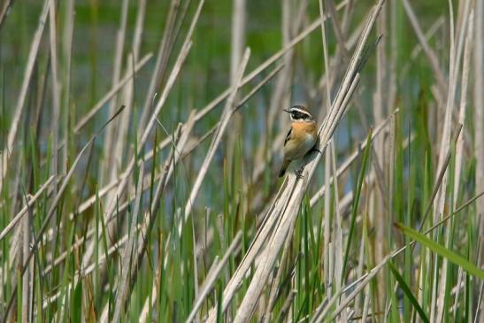 Braunkehlchen Bingenheimer Ried Wetterau 2016