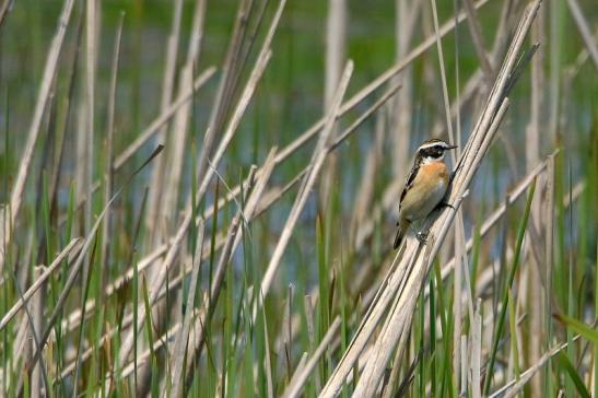 Braunkehlchen Bingenheimer Ried Wetterau 2016