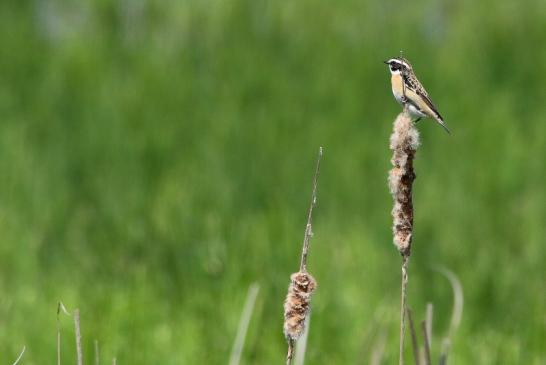 Braunkehlchen Bingenheimer Ried Wetterau 2016