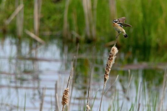 Braunkehlchen Bingenheimer Ried Wetterau 2016