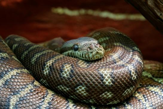 Bredel`s Python Exotarium Zoo Frankfurt am Main 2017