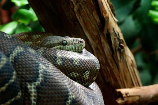 Bredel`s Python Exotarium Zoo Frankfurt am Main 2017