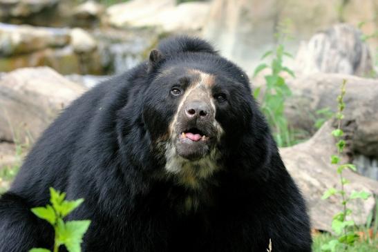 Foto des Monats Juli 2019 Brillen- oder Andenbär Zoo Frankfurt am Main