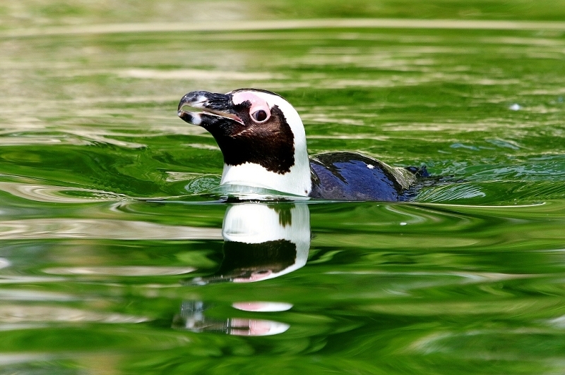 Brillenpinguin Opel Zoo Kronberg 2017