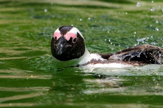 Brillenpinguin Opel Zoo Kronberg 2017