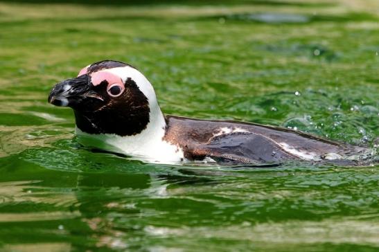 Brillenpinguin Opel Zoo Kronberg 2017