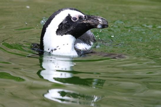 Brillenpinguin Opel Zoo Kronberg 2017