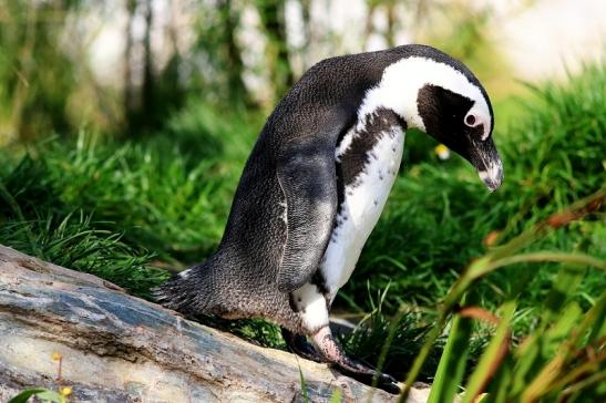 Brillenpinguin Opel Zoo Kronberg 2017